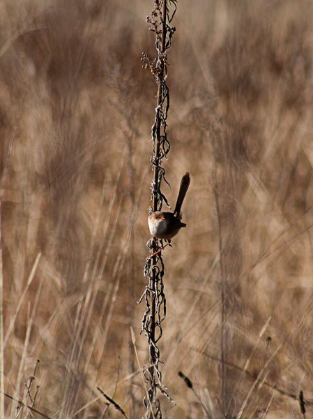 wren (3).jpg